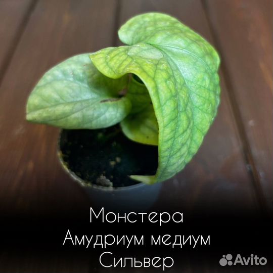 Монстера Амудриум медиум Сильвер