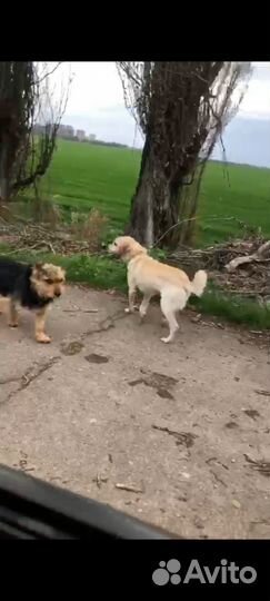 Вот так собачки бегут за человеческим теплом