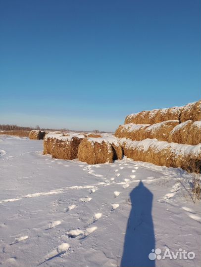 Продаётся сено