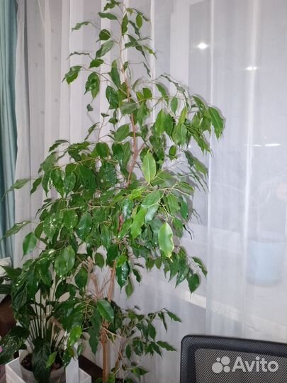 Цветы разные. Фикус 140см от горшка