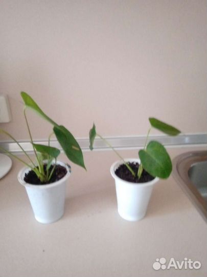 Антуриум красный