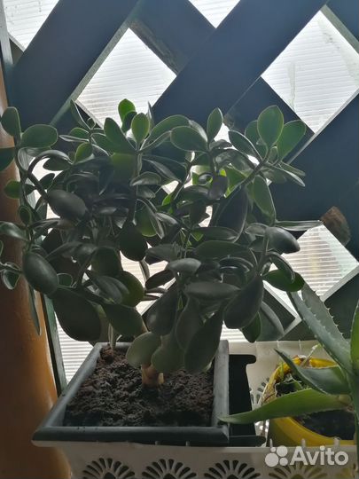 Денежное дерево