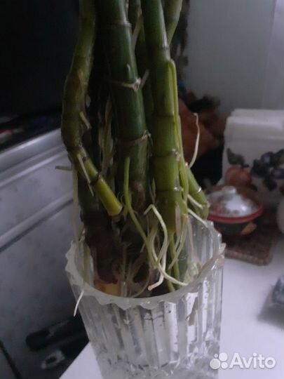 Диффенбахия