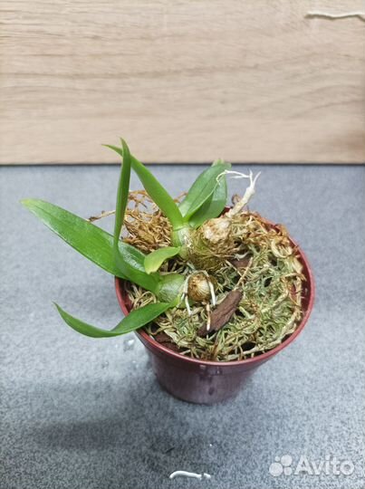 Блочные мини орхидеи и кислицы