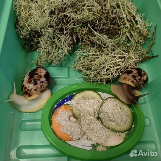 Улитки Ахатины ретикулята