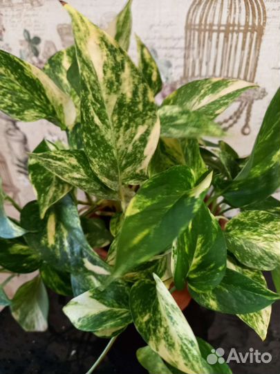 Сциндапсус,Филод-н Голди Лок, Хлорофитум