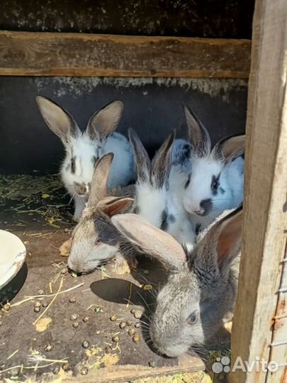 На фото самка белая продается и самец фото в конце