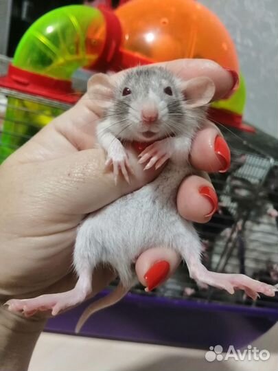Крыса крысята дамбо