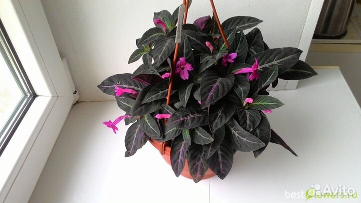 Комнатные цветы Калерия, Молочай, Клеродендрум Том