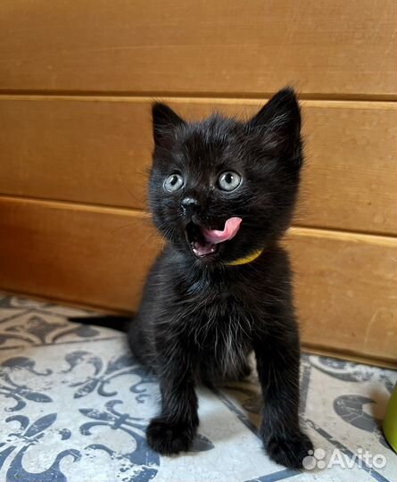 Черный котенок Люкс