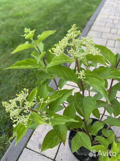 Гортензия саженцы