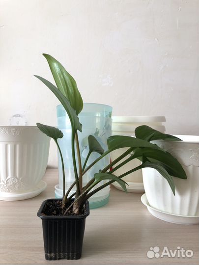 Комнатное растение Дримиопсис