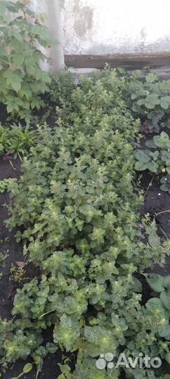 Перечная мята