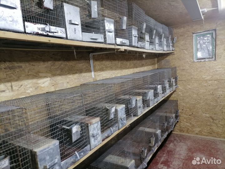 Клетки для разведения шиншилл