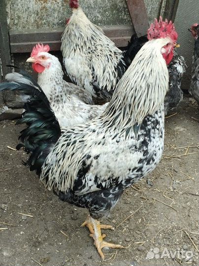Петухи на племя Доминант