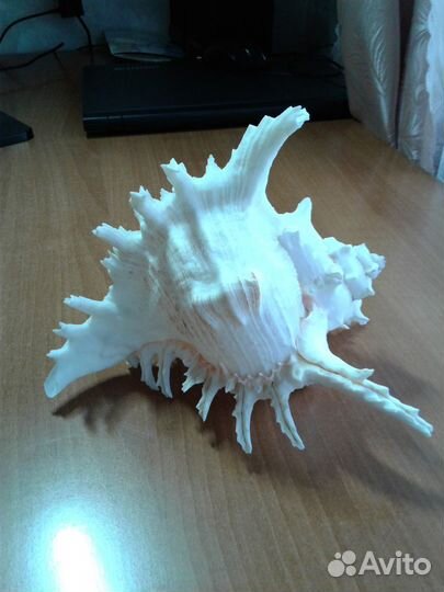 Раковина морская большая
