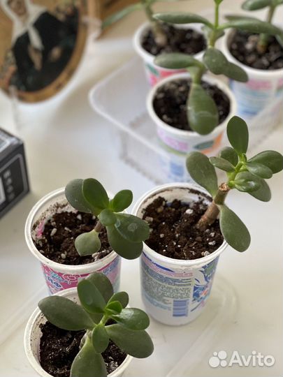 Толстянка / денежное дерево