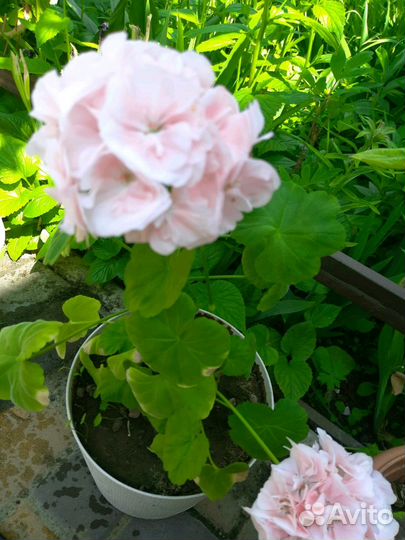 Герань, пеларгония