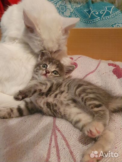 Отдам котёнка в добрые руки