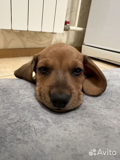 Такса 2 месяца