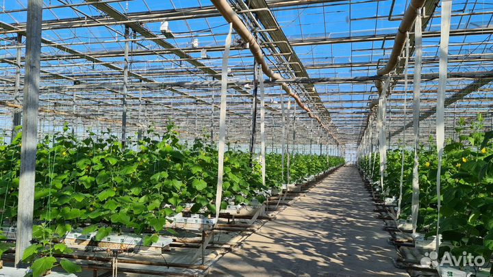 Тепличный комплекс 