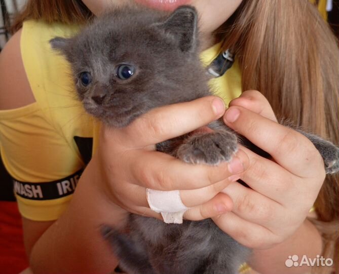 Котята шотландцы две девочки в добрейшие руки