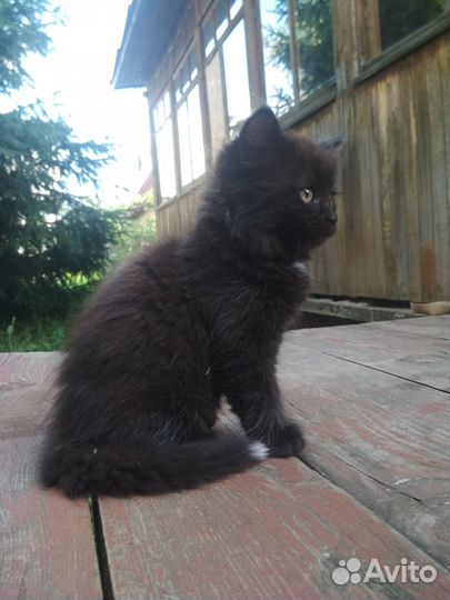 Котята в дар