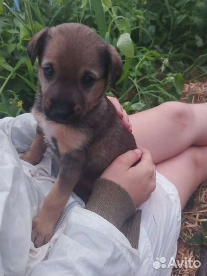 Щенки дворняжки