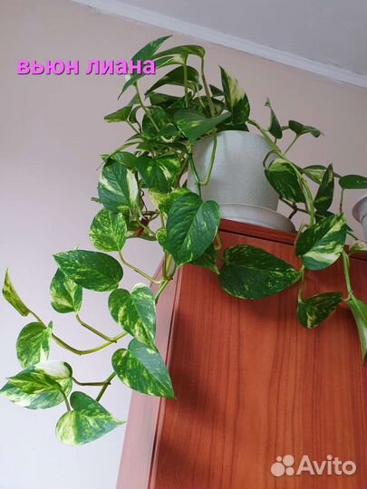 Комнатные цветы