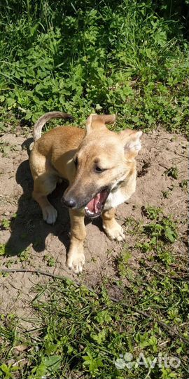 Пес Рыжик в добрые руки