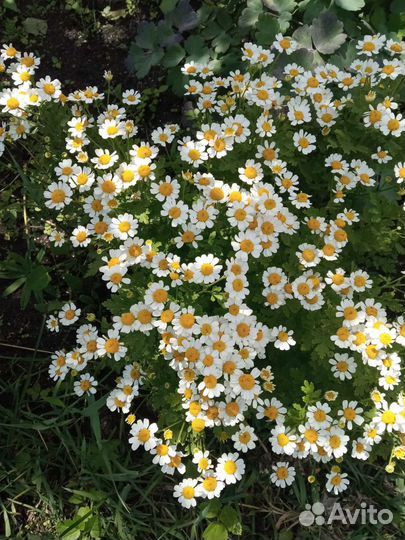 Рассада цветов