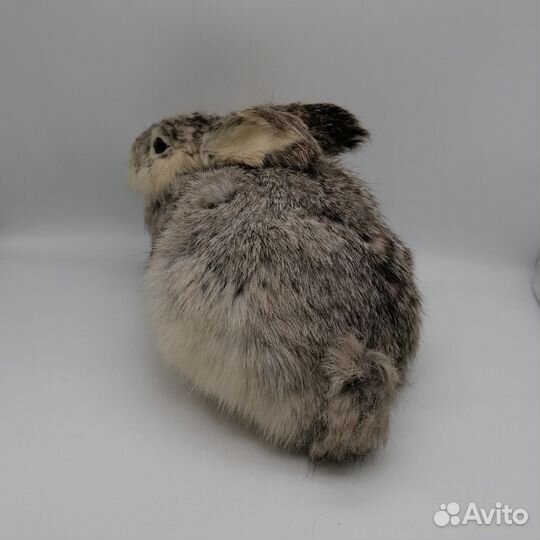 Кролик Чучело