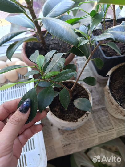 Фикус микрокарпа бонсай