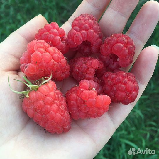 Саженцы: малина, ежевика, киви,клубника