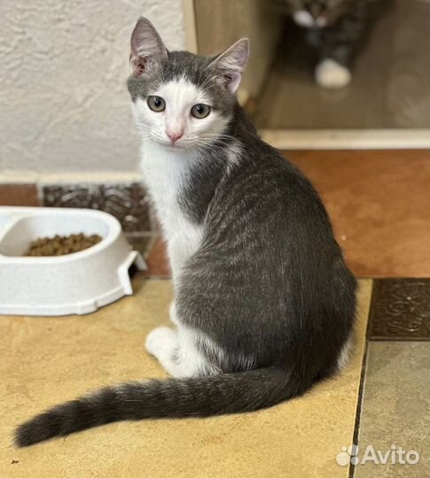 Котята в дар