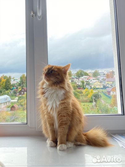 Кошка в добрые руки