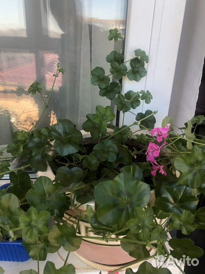 Герань пеларгония плющелистная