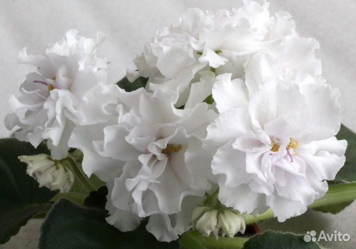 Детки сортовых фиалок