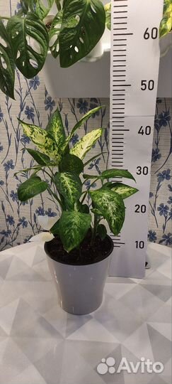 Диффенбахия Камилла и Компакта