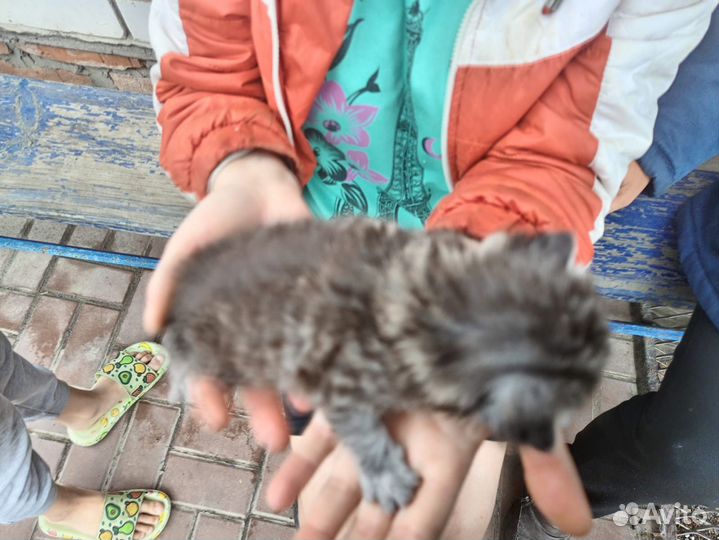 Кошка с котятами в дар