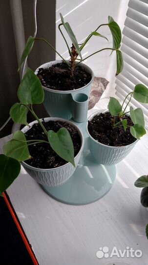 Антуриум детки