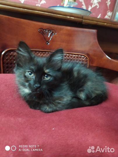 Котенок в добрые руки