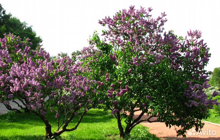 Сирень обыкновенная, семена