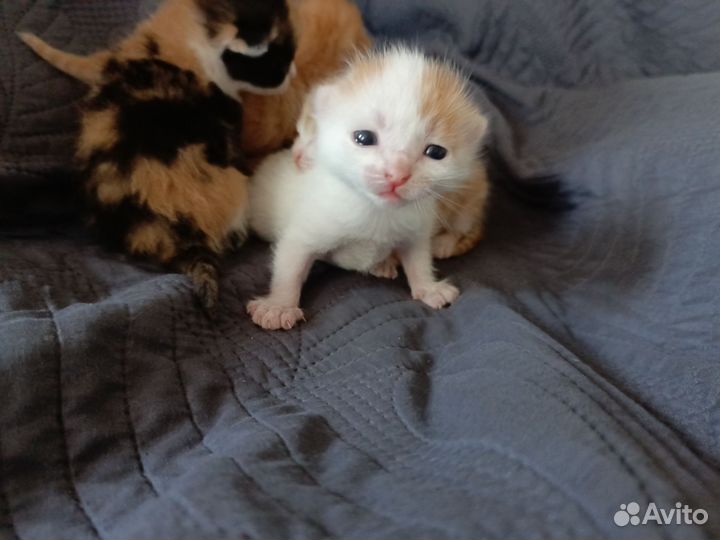 Милые котята в добрые руки