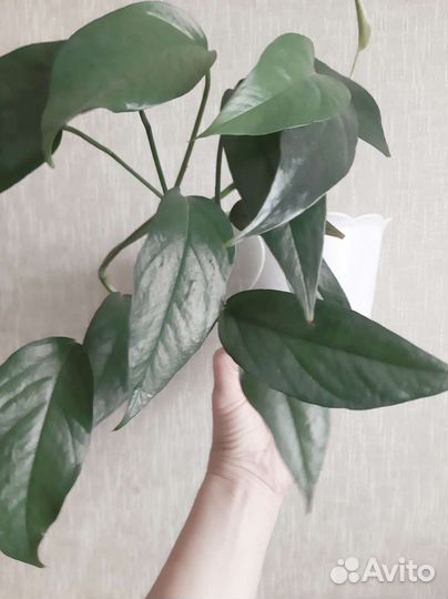 Ампельные и не только