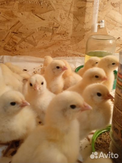 Бройлер/перепел/породная птица