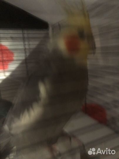 Попугай корелла