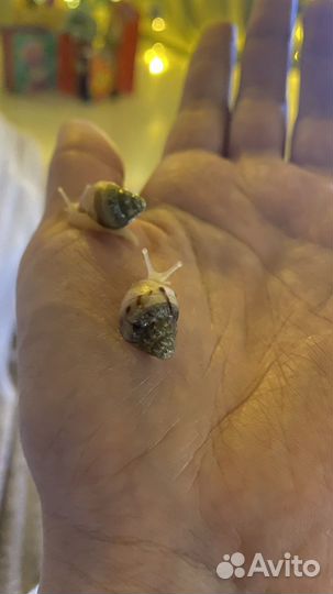 Улитки ахатины самые красивые