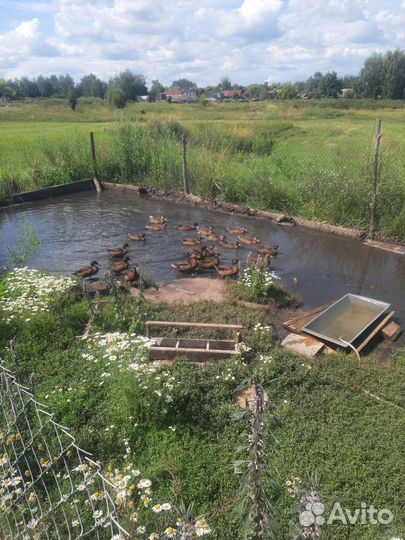 Утка подсодная