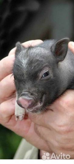 С/х животные